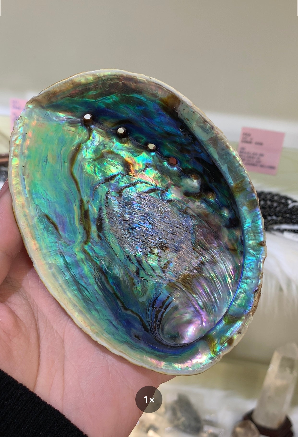 abalone shell