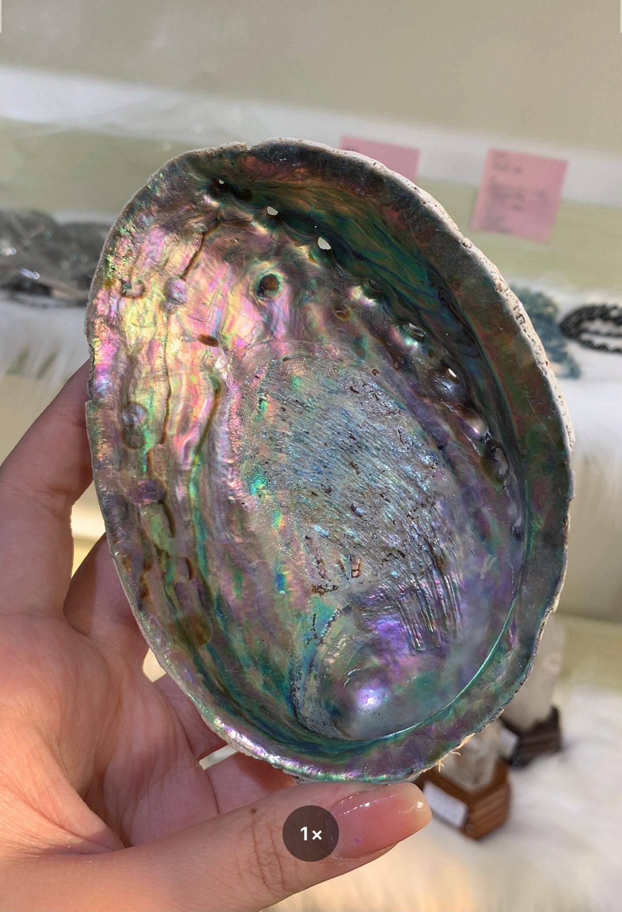 abalone shell
