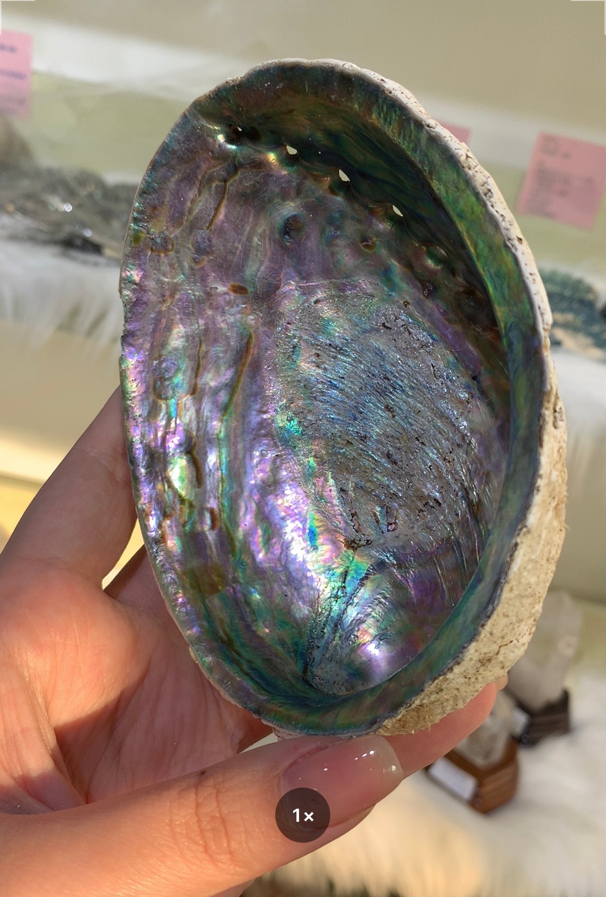 abalone shell