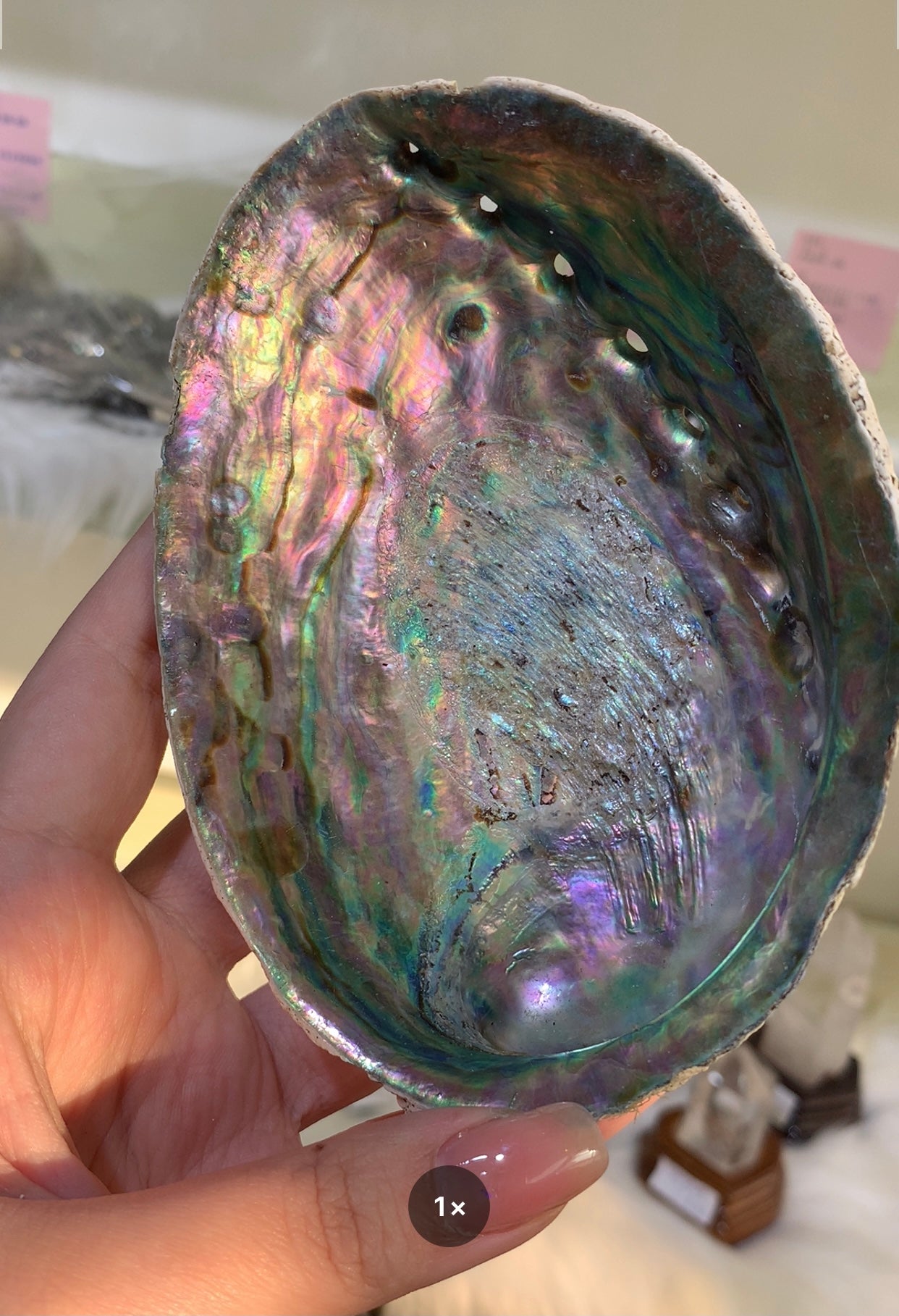 abalone shell